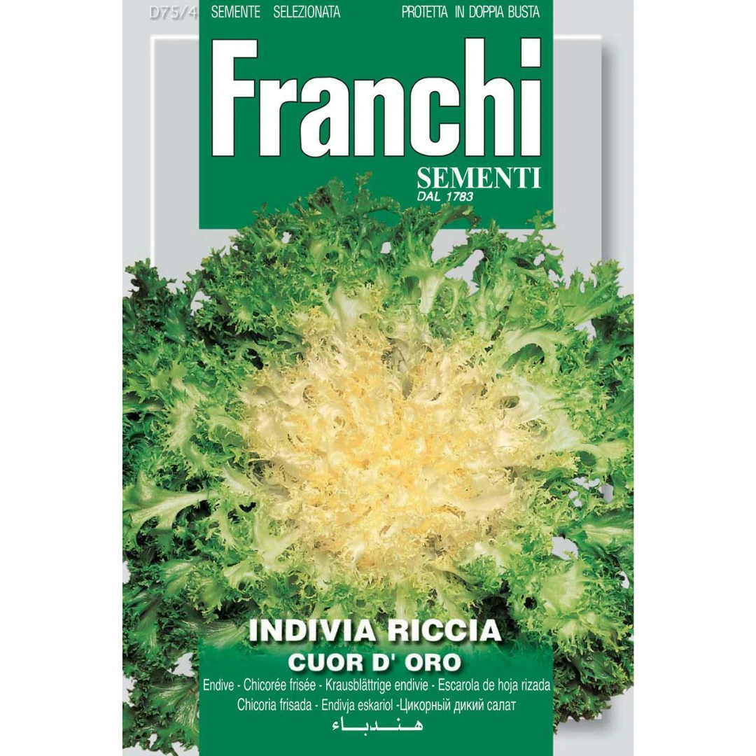 Franchi Sementi Endive Curley Cour D’oro Seeds Garden 3 Franchi Sementi Endive Curley Cour D’oro Seeds Garden