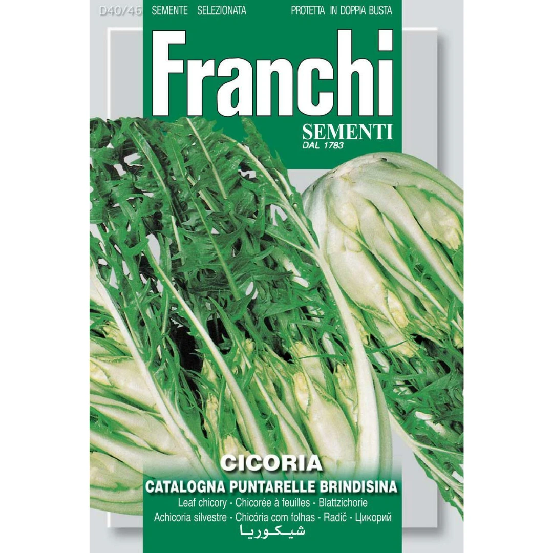 Franchi Sementi Chicory Puntarella Brindisina Seeds 3 Franchi Sementi Chicory Puntarella Brindisina Seeds